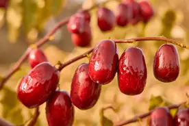 好想你入选2024年上市公司可持续发展优秀实践案例图片