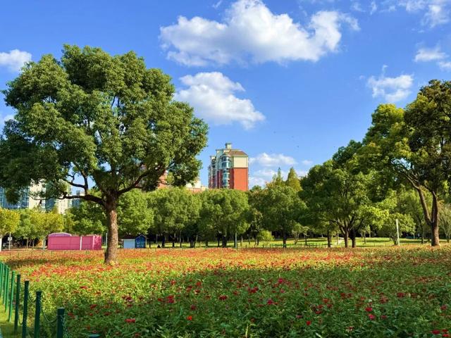 抓住晴天的尾巴！静安限时浪漫秋色，再不去就亏了丨静宝聊天室