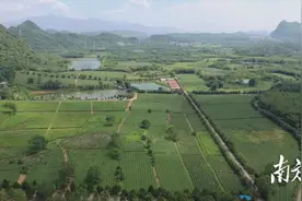 香飘世界！“英德红茶”出口加拿大 再拓海外新市场图片