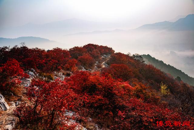 趣味无穷！秋日淄博博山赏红叶，这些打卡地玩法多样超好玩！