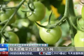 春节临近瓜果蔬菜水产品需求旺 现代化技术保供应图片