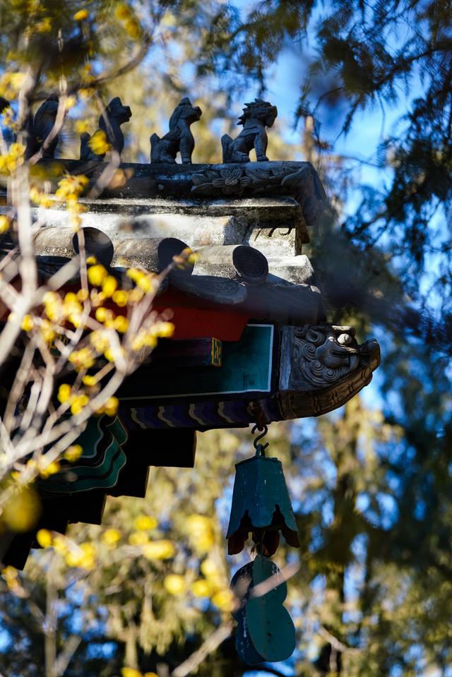 北京卧佛寺：古刹寻梅