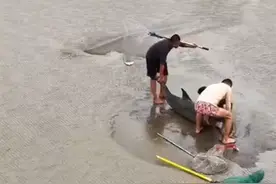 三男子在杭州海边发现搁浅海豚，合力救助送回海里，守到涨潮才离开：怕它再搁浅图片