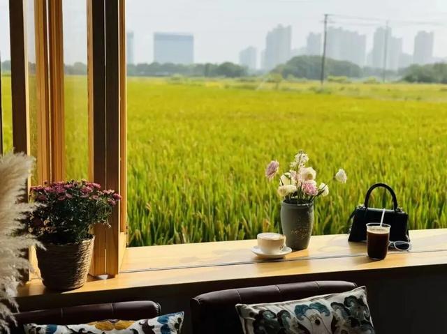 现代农业与田园风光交织，金山推出周末休闲新路线