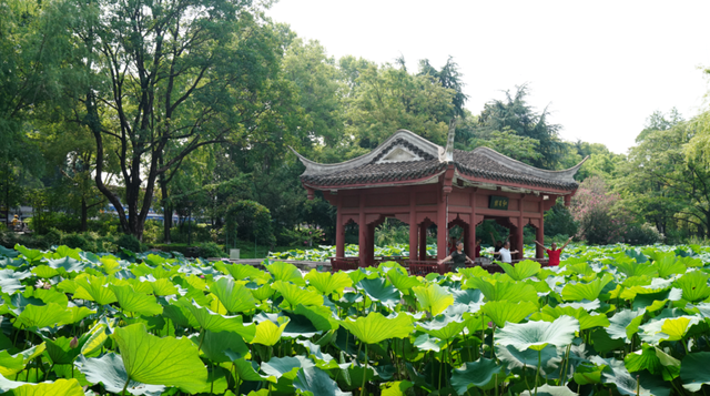 襄城：夏日悠悠 环城赏荷