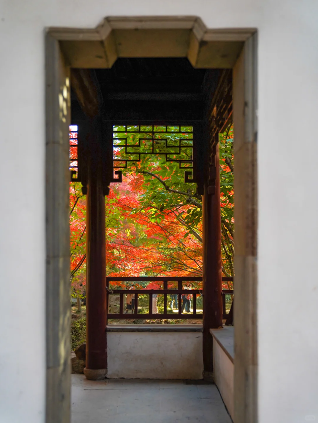 上海赏枫天花板！这座古典园林红叶浓度超标→