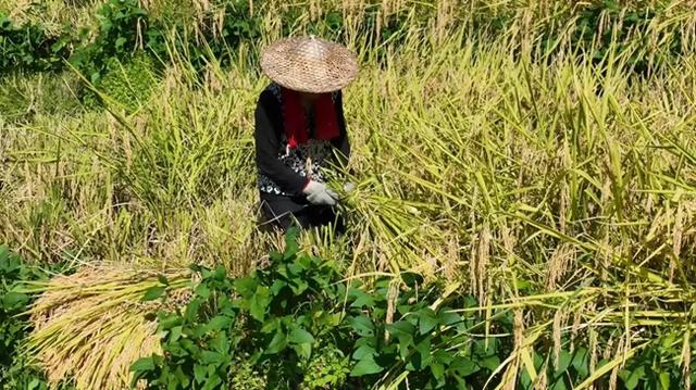 尤溪联合梯田进入最佳观赏期，快来打卡！