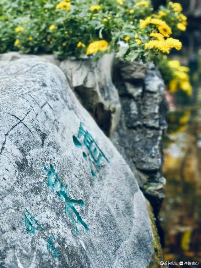 秋高气爽，济南观泉赏菊好时光