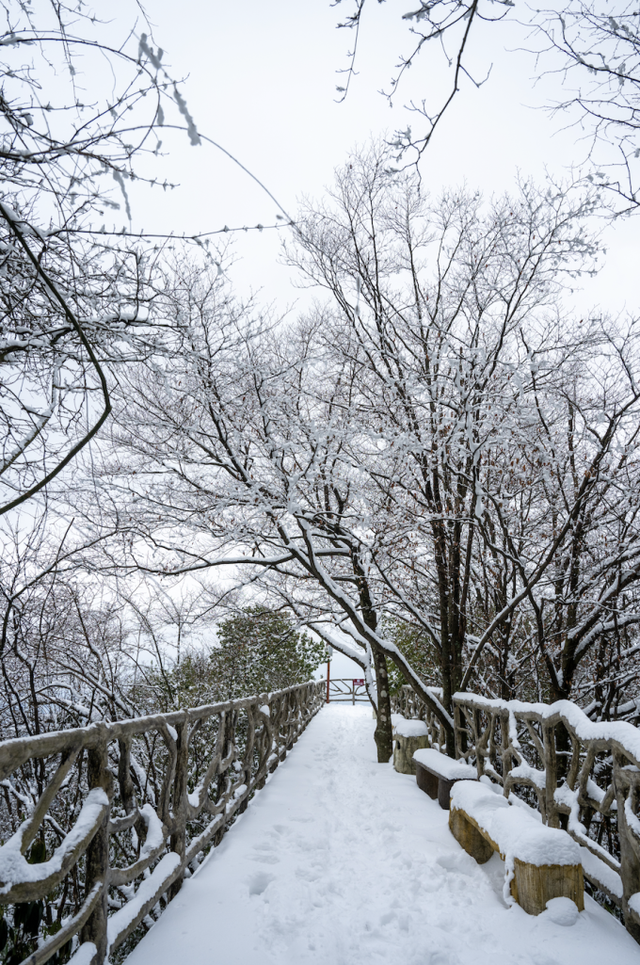 刚刚！凤凰山下雪啦！是真的！
