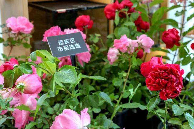 大美北京|850盆市民培育的鲜花将亮相长安街