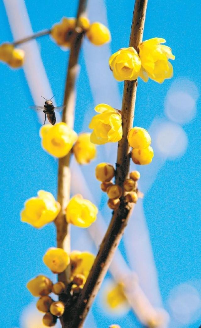 满城蜡梅裹香来 老城新巷尽诗意