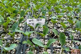 万千蝶变乡村行丨蔬菜“保育园”算经济账图片