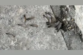 合肥市民请注意：发现白蚁请及时联系防治所图片