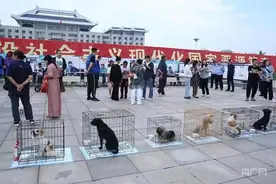 山西太原警方为收容犬找新家图片