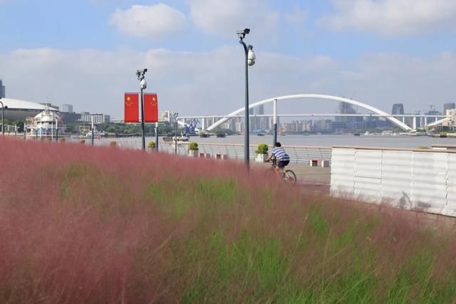 粉色“薄雾”弥漫，荻花飘逸洒脱……申城观赏草进入“最佳赏味期”