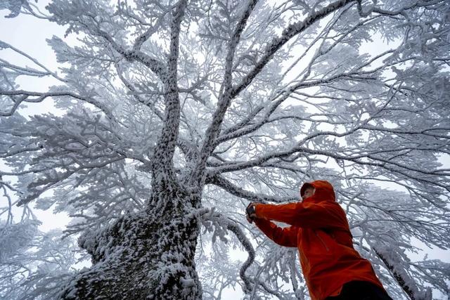 冬日限定！贵州的雾凇秘境藏不住了