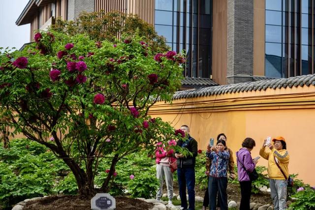 从山野到庭院，解锁“天彭牡丹”城市IP的“彭州路径”