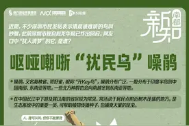 深圳市民投诉被鸟叫吵醒，季节限定“闹钟”噪鹃是怎样一种鸟图片