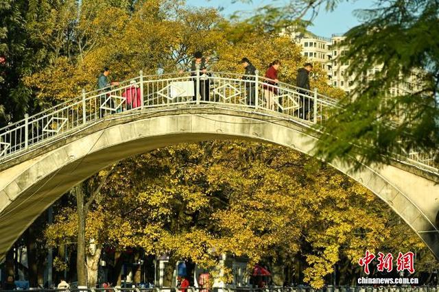 昆明大观河畔滇朴鎏金绘就冬日惬意图景