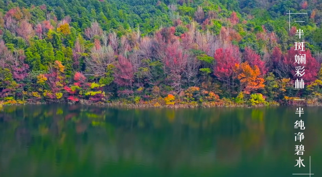 舟山这片彩色森林，迎来最佳观赏期！已经有人拍到了……