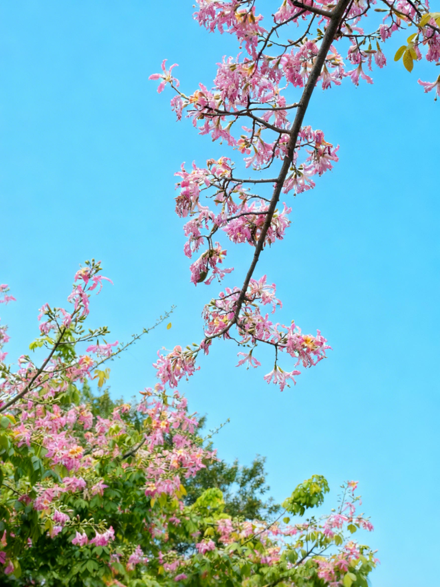 全城“粉”了！地铁直达→