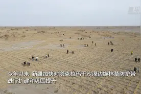 新疆为塔克拉玛干沙漠“扩边”增绿 持续巩固“锁边”成果图片