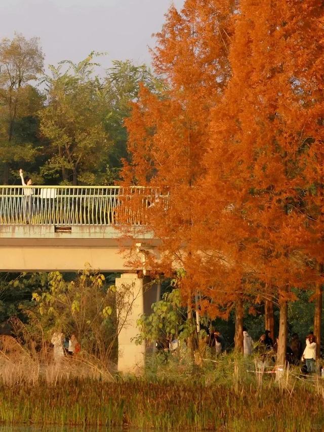 别错过，成都公园里的绝美冬景！