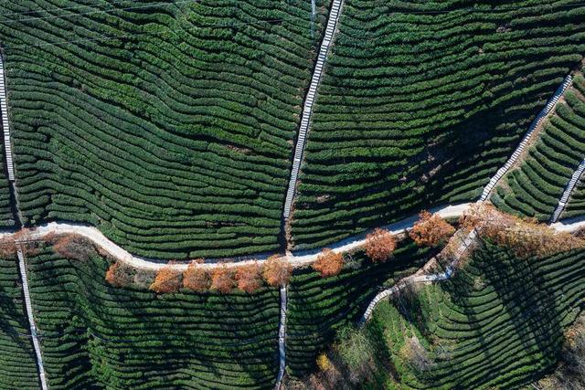 保康：冬日水杉着“红装”