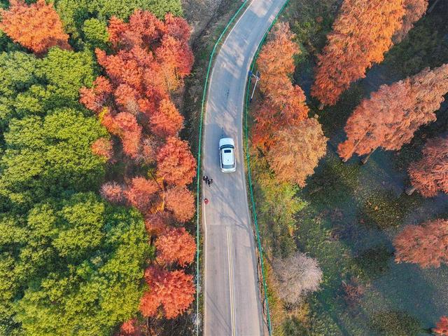 襄阳“童话森林”：红透半边林 车在画中行