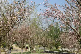 虹山湖公园：晚樱盛开春意浓图片