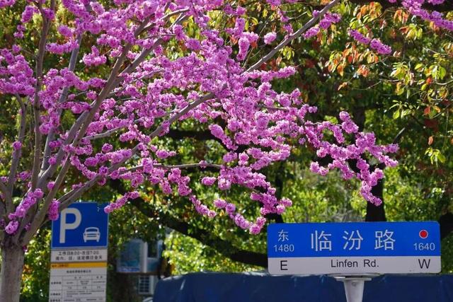 凭实力出圈！静安这座“宝藏公园”获国家级“儿童友好”认证！树屋、滑梯、秋千……太好玩啦