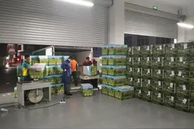 护航“明前春茶”快速出山！保山邮政春茶专线让200吨茶叶“鲜”达全国图片