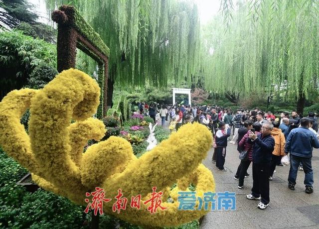 相聚泉畔共赏菊香，第46届趵突泉金秋菊展启幕