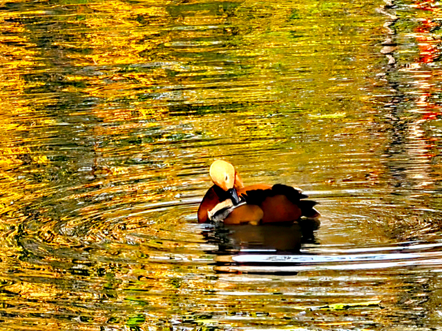北京动物园秋色依旧，一起来逛！