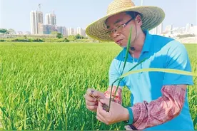 耐盐碱水稻育种忙 科技助力盐碱地变“粮仓”图片
