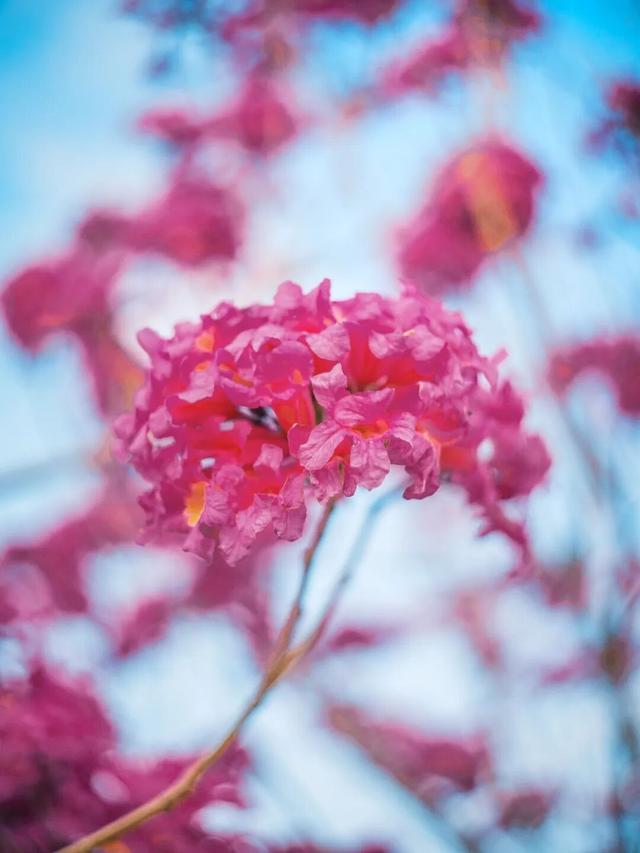 美到上央视！珠海超大花海，开好了！