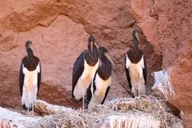 甘肃张掖黑河湿地黑鹳种群数量创历史新高图片