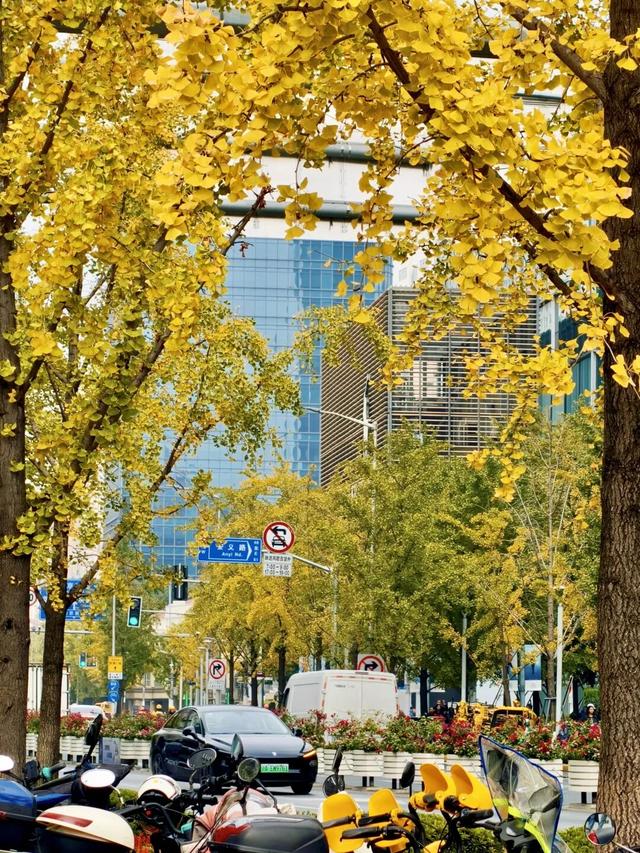 金色长廊加载中！静安这条道路银杏渐入佳境↑