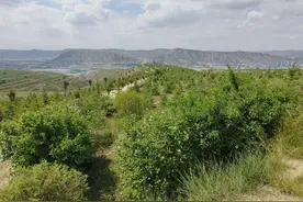 东西协作传佳话 甘肃定西荒山之上种出生态林致富林图片