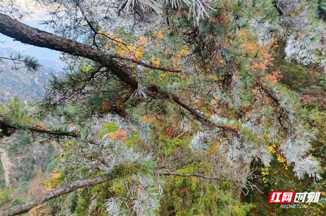 张家界天子山景区迎入冬首场雾凇 彩叶雾凇相映成画醉游人