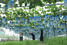 河南镇平：葡萄成熟香满园图片