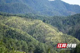 邵阳绥宁：山胡椒花盛放山间 花团锦簇美不胜收图片