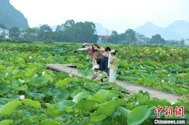 广西柳州：盛夏荷韵引游人