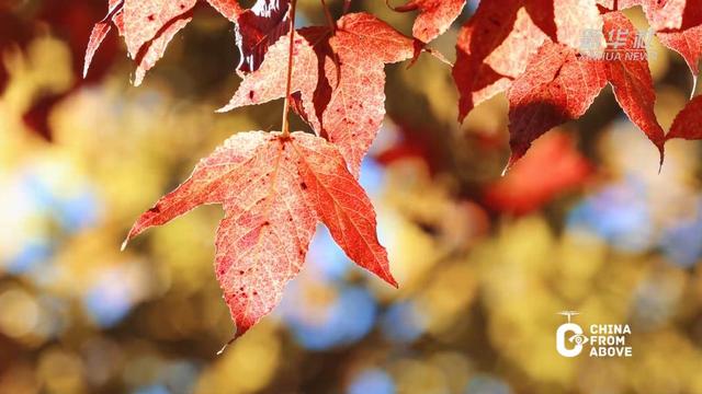 最佳观赏期来了！来福建德化看红枫沁染九仙山