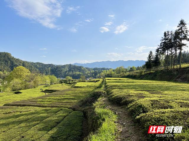 走进石门 清爽一夏②：在26°的清凉中找回夏日的惬意