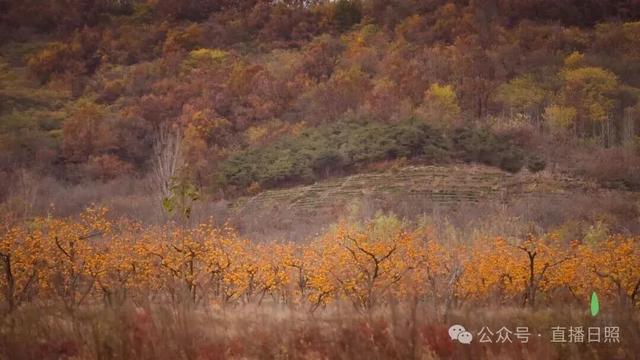 红了！10月下旬至11月上旬，就在日照这里→