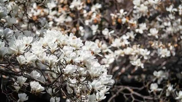 春日赏花｜盛花期！一键解锁最美出行路线