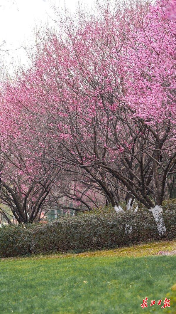 三梅争艳，武汉园博园藏着一只超级“花篮”