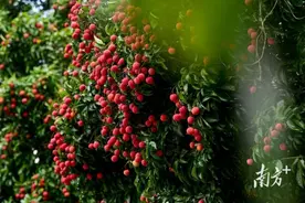 甜蜜暴击！东莞荔枝上市日历来了图片