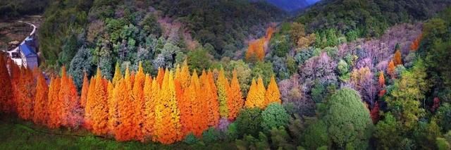 龙栖山水杉即将“限时换妆”！游玩攻略快收藏起来！